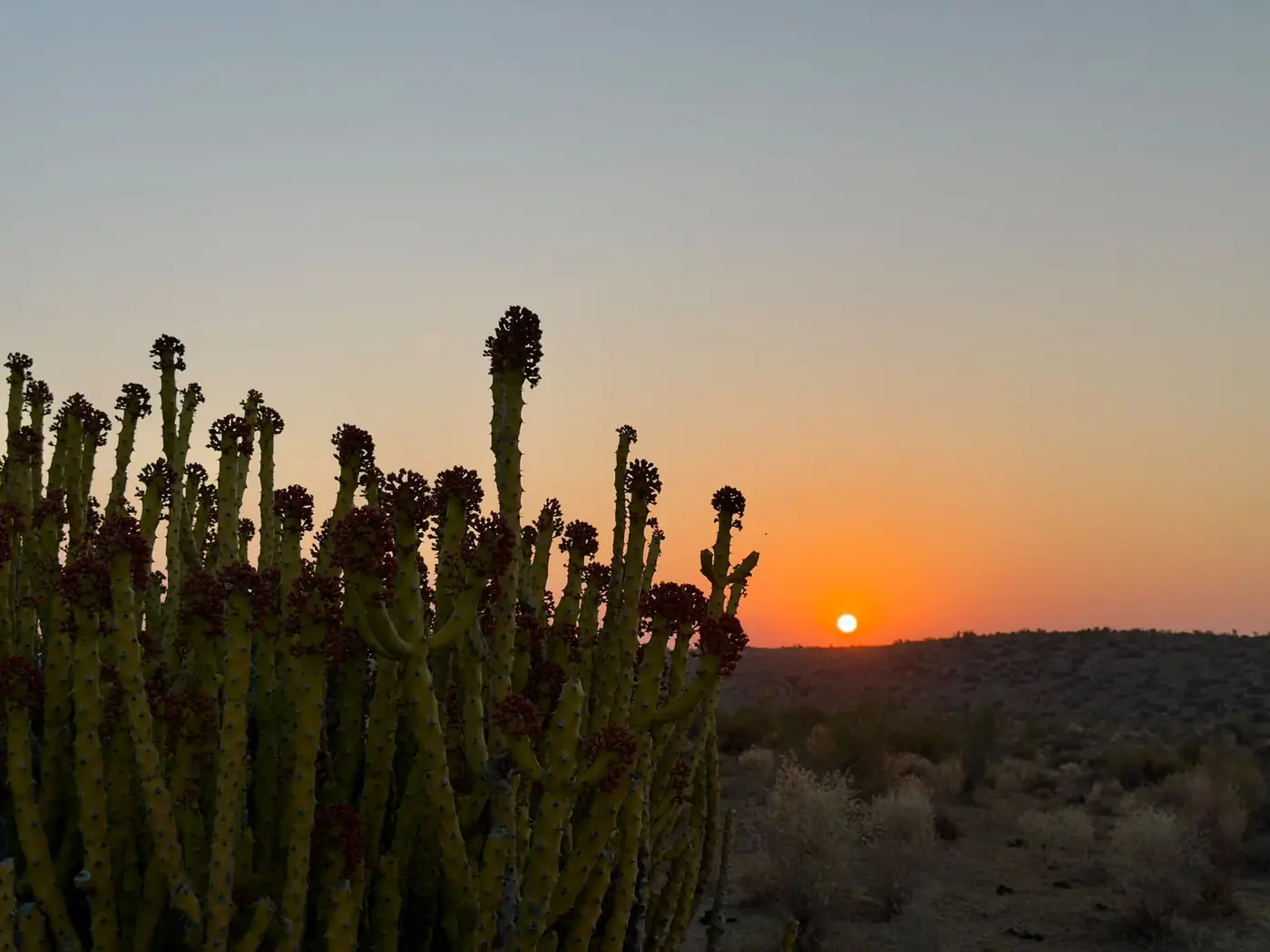 Sun rising over desert scrub in the Thar on an overnight desert safari near Jaisalmer