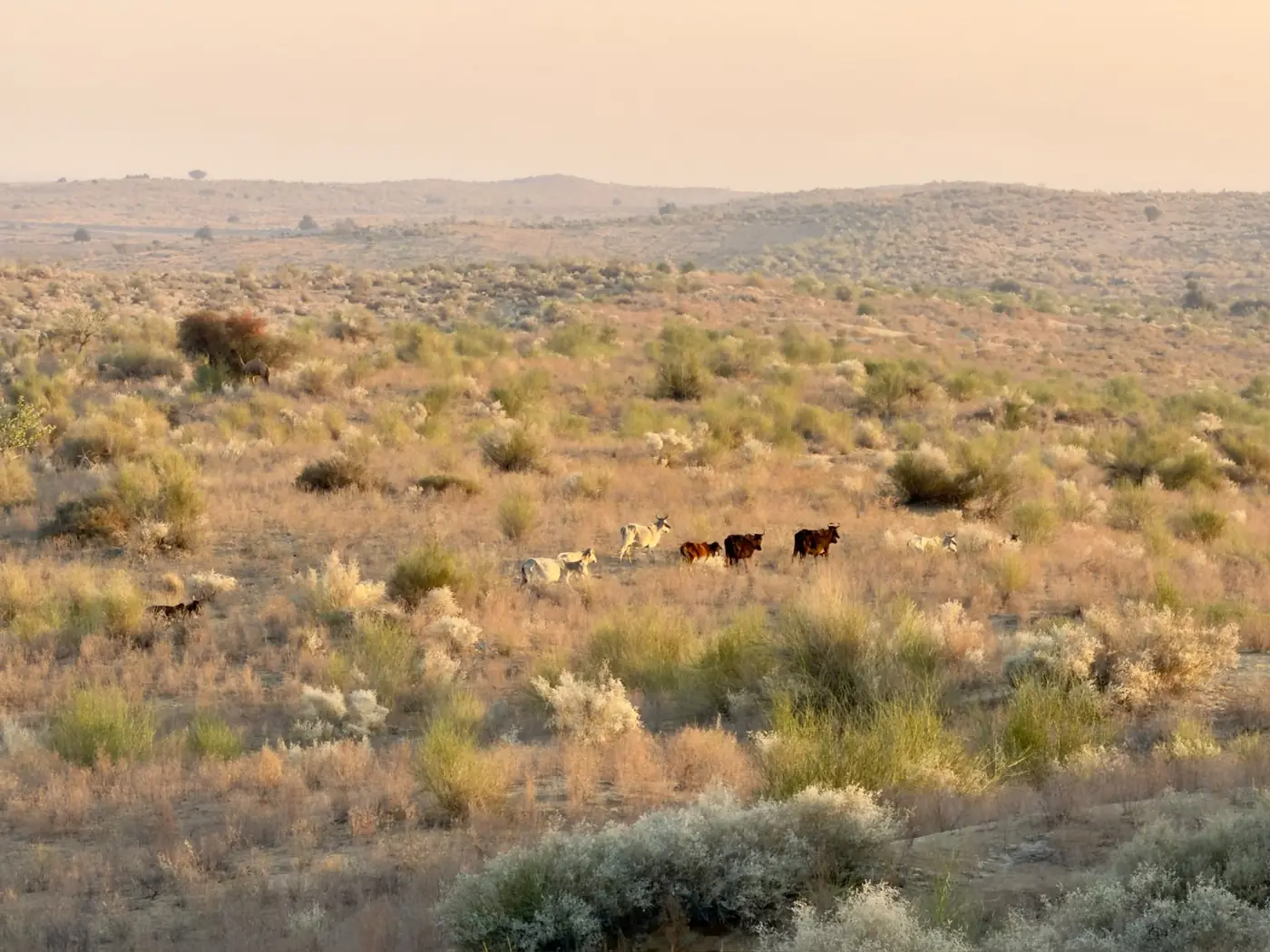 Open Thar scrubland seen on a village and wildlife jeep route